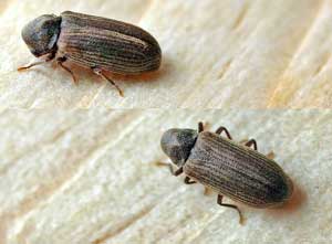 furniture beetle woodworm