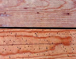 woodworm holes